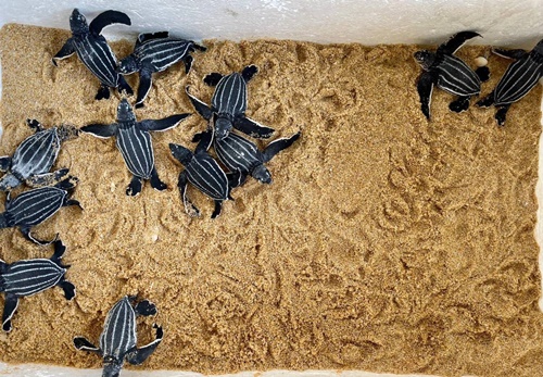 แกะรอยนักเดินทางแห่งท้องทะเล จากโครงสร้างด้านพันธุศาสตร์ประชากรของ “เต่ามะเฟือง”