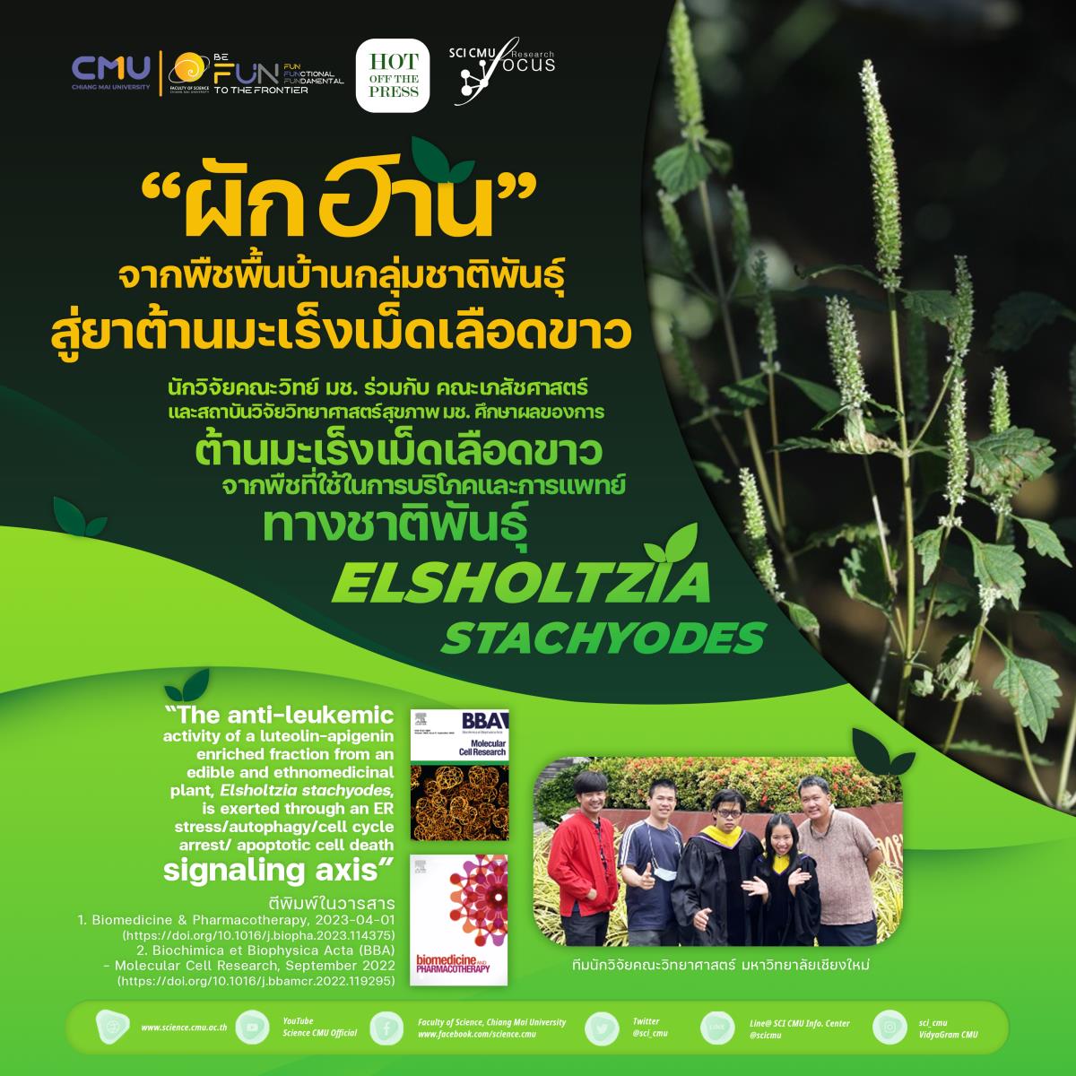 นักวิจัย มช. ชู “ผักฮาน” พืชท้องถิ่นไทย ต้านมะเร็งเม็ดเลือดขาว เพิ่มโอกาสทางการรักษา